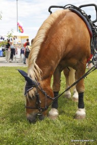 02_Bullenbank_open_2012_06_17_0320.JPG